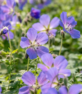 Geranium 'Johnson's Blue'
